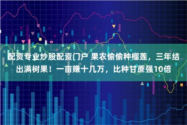 配资专业炒股配资门户 果农偷偷种榴莲，三年结出满树果！一亩赚十几万，比种甘蔗强10倍